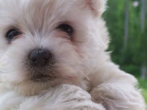 westie-puppy.jpg
