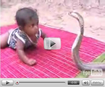 Click here to The baby VS the Cobra