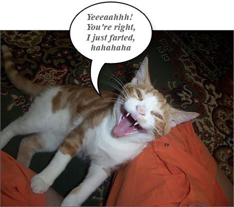 Funny Cat Pics I Farted Funny cat pics i farted farted