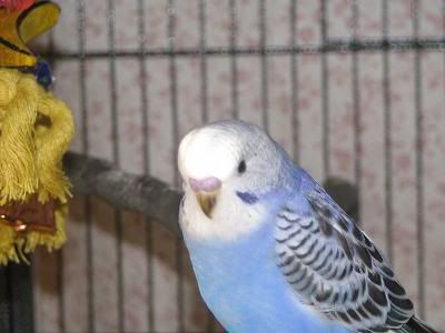 babybudgie3.jpg
