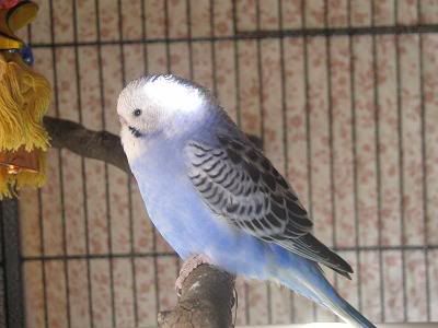 babybudgie4.jpg