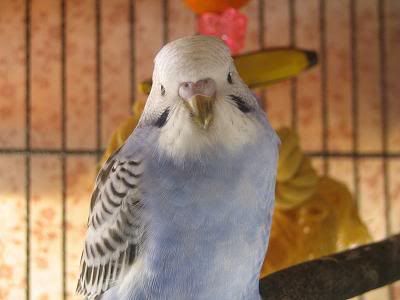 babybudgie5.jpg