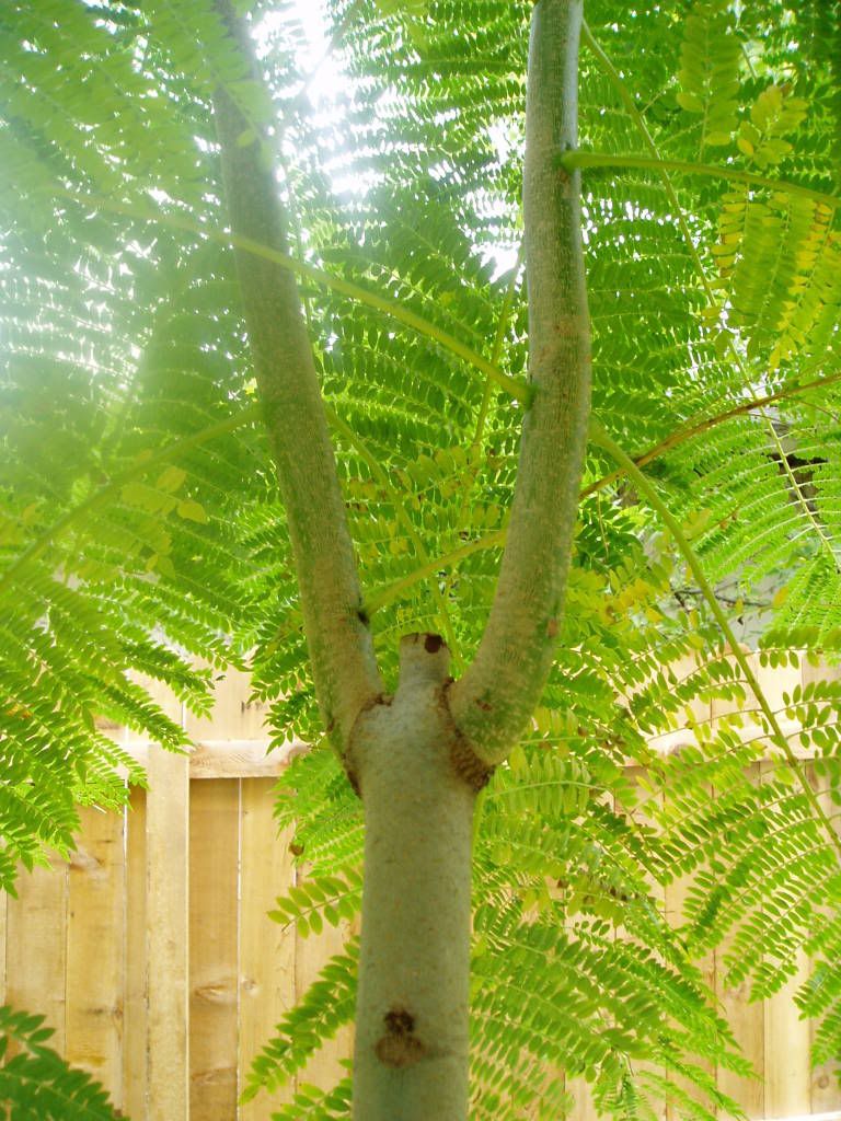 Winterizing Jacaranda Trees