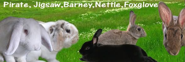 rabbit selling outlets