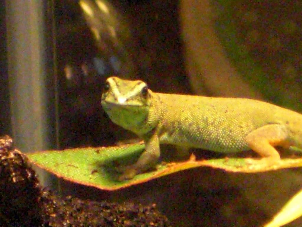 geckos010.jpg