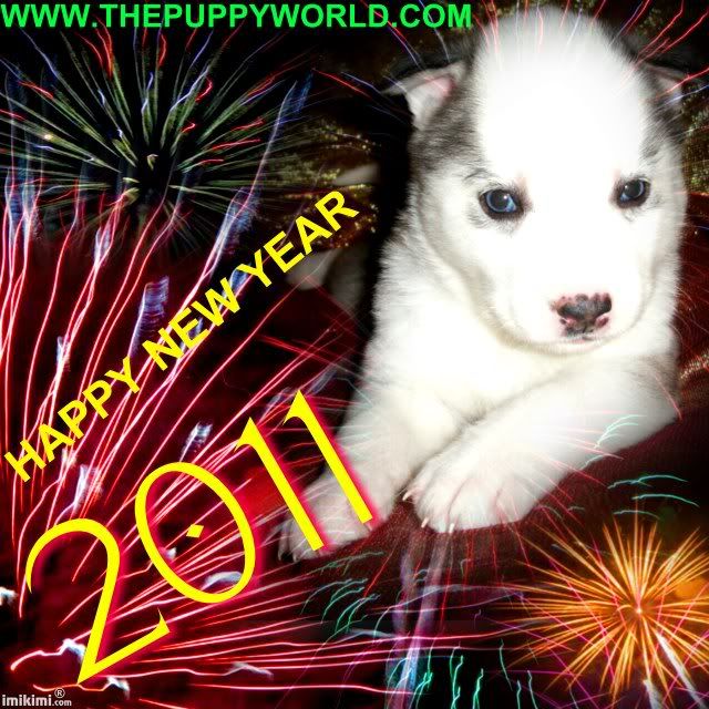siberian husky puppies for sale sc (c) mariacitlaly siberian mink lashes for sale
