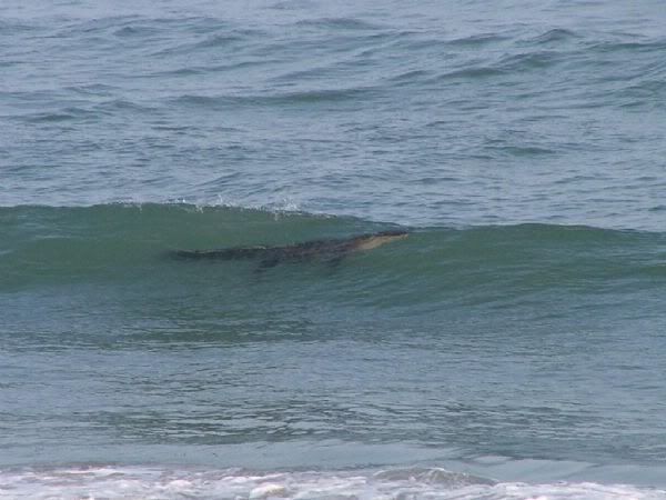 http://i238.photobucket.com/albums/ff84/Arby1028_pics/Beach%20-%20Beach%20House/Croc1.jpg