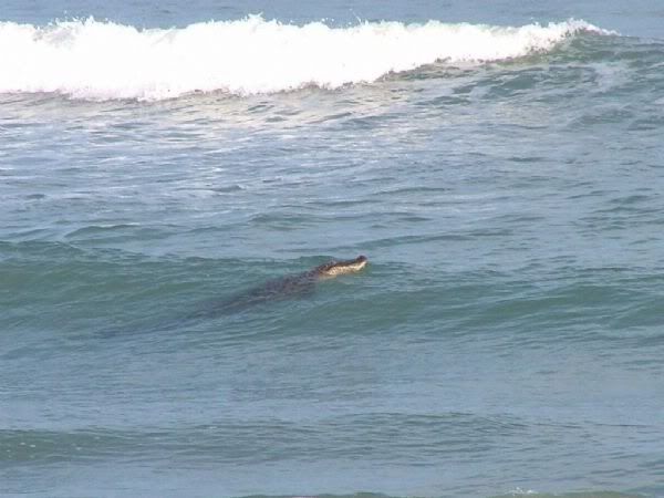 http://i238.photobucket.com/albums/ff84/Arby1028_pics/Beach%20-%20Beach%20House/Croc2.jpg