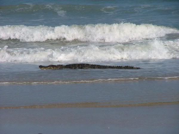 http://i238.photobucket.com/albums/ff84/Arby1028_pics/Beach%20-%20Beach%20House/Croc3.jpg