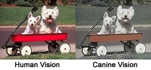 Human vs Canine Vision
