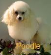 Poodle