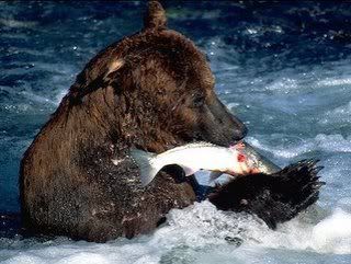 Bear Fishing