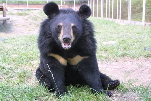 Jasper the Moon Bear