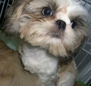 shih tzu