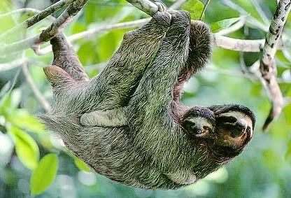 sloths