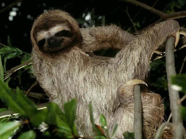 sloth