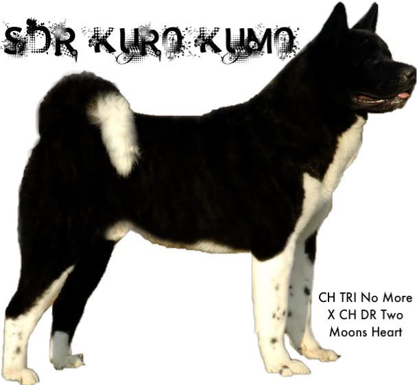 SDR Kuro Kuma