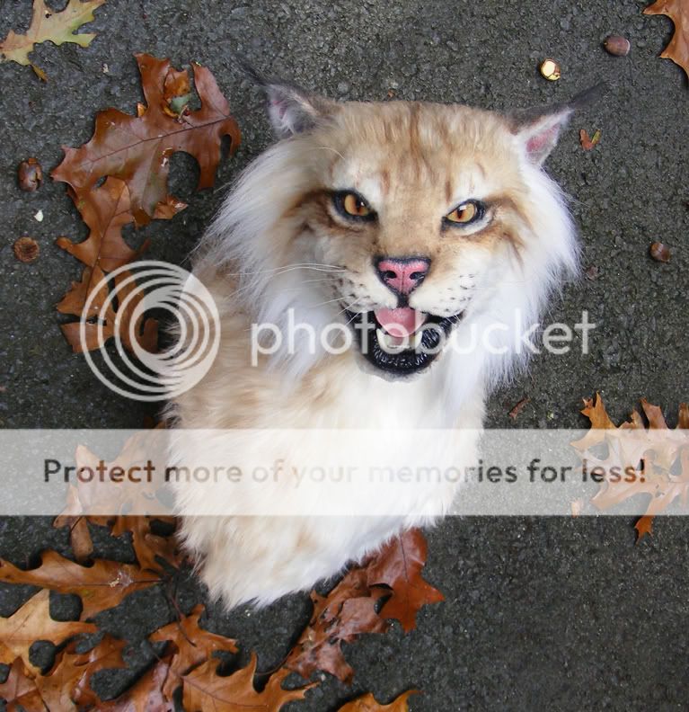 Eurasian Russian Lynx Shoulder Mount Taxidermy Replica