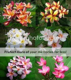 Plumeria Mixed Seeds 10 Seeds Fresh High Quality Seeds