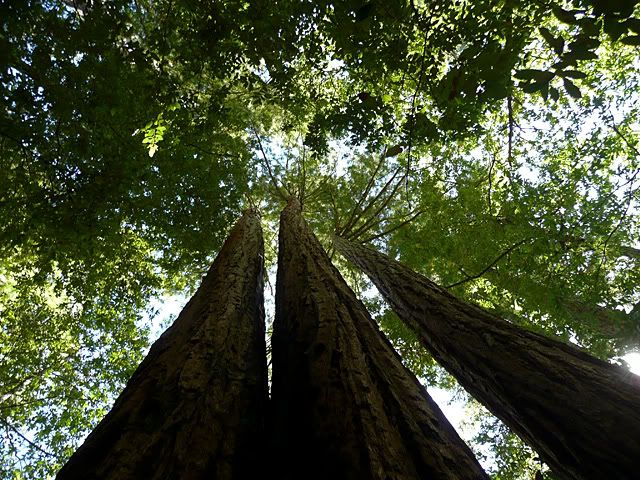 bigbasin_up