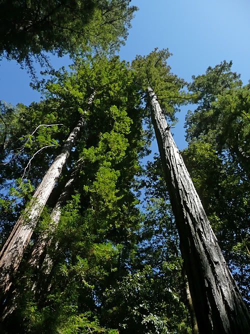 bigbasin_up