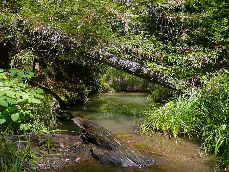 bigbasin_river
