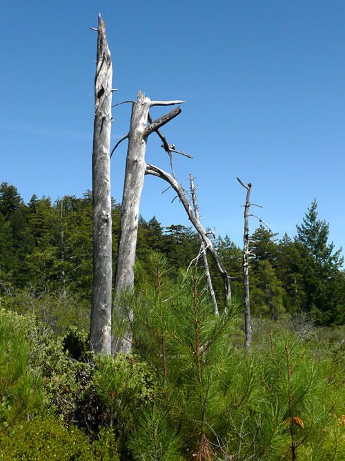 dead_tree