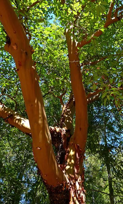 tree