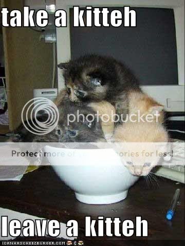 http://i238.photobucket.com/albums/ff298/palakea/Cat/kitteh.jpg
