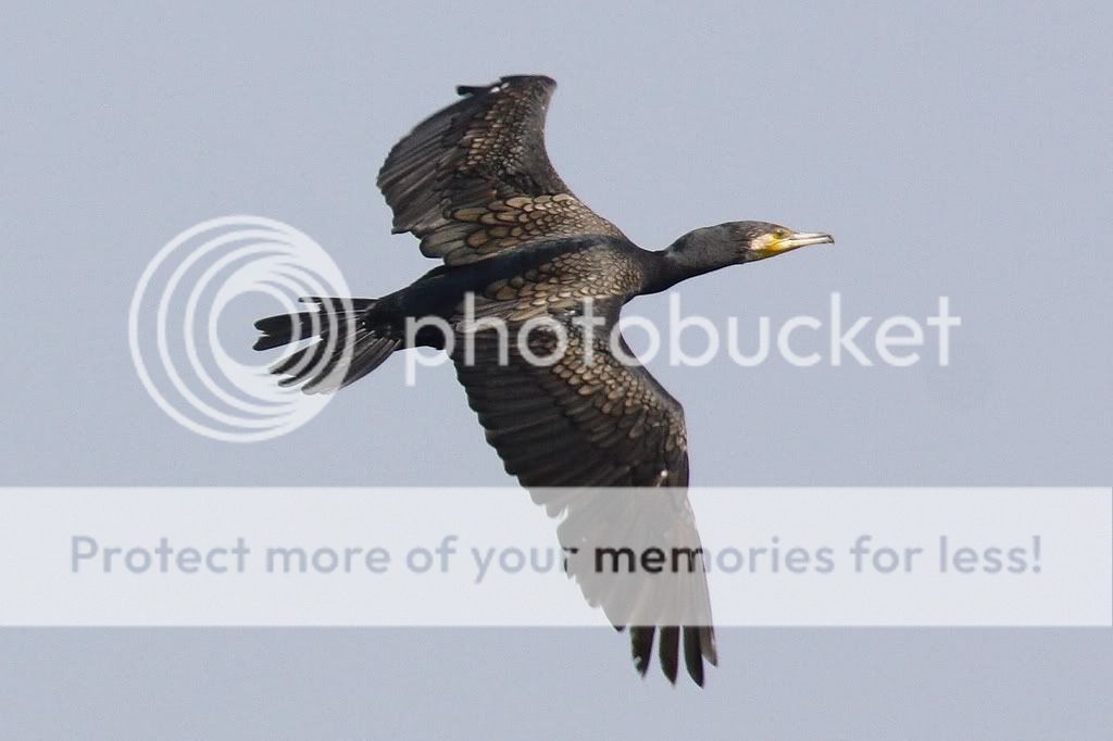 飞背 鸬兹鸟(great cormorant)